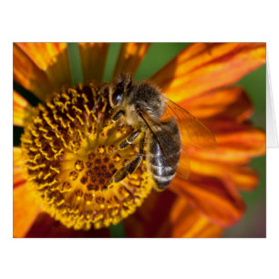 Western Honey Bee Macro Photo