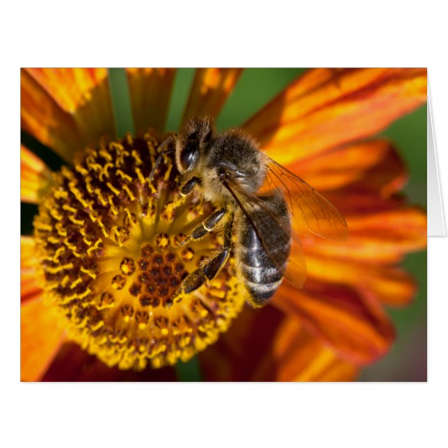 Western Honey Bee Macro Photo (Front Horizontal)