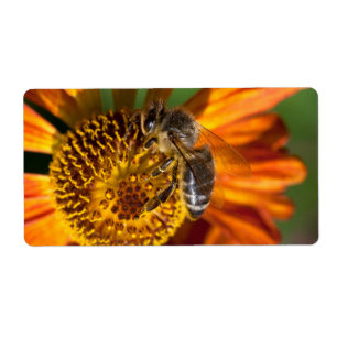 Western Honey Bee Macro Photo