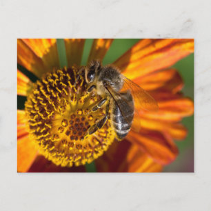 Western Honey Bee Macro Photo Postcard