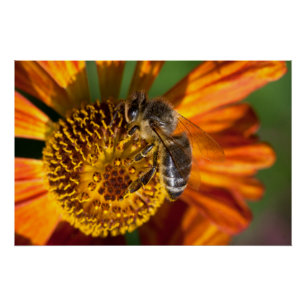 Western Honey Bee Macro Photo Poster