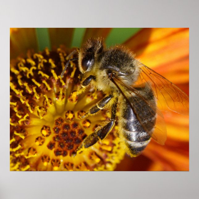 Western Honey Bee Macro Photo Poster (Front)