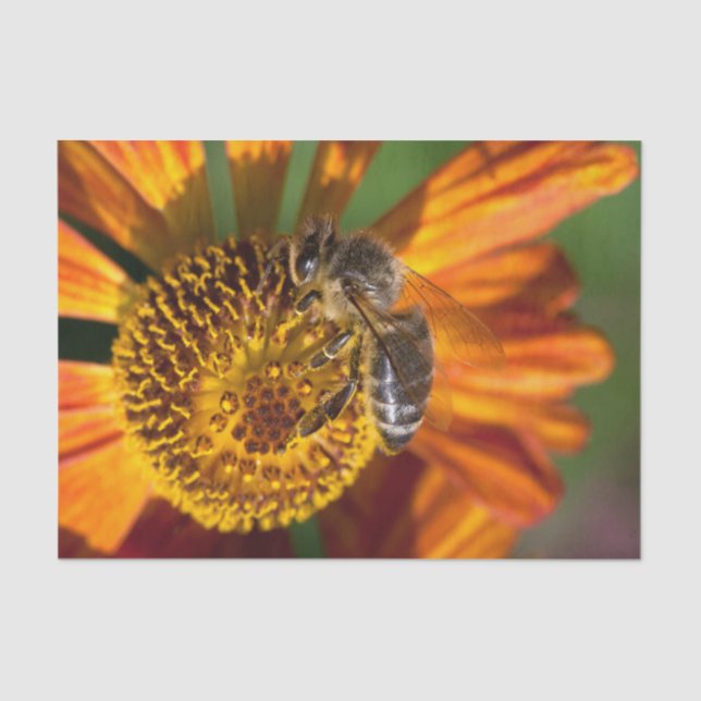Western Honey Bee Macro Photo Tissue Paper (Front)