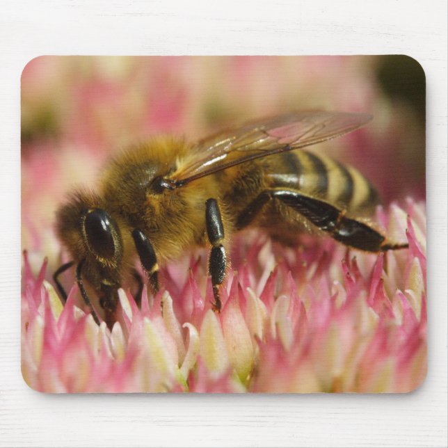 Western Honey Bee Mouse Pad (Front)