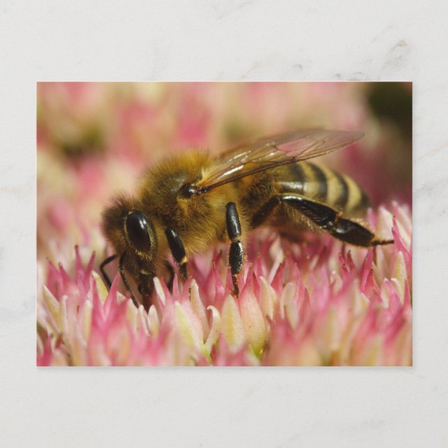 Western Honey Bee Postcard (Front)