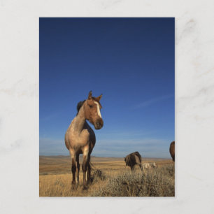 Western Horse Herd Postcard