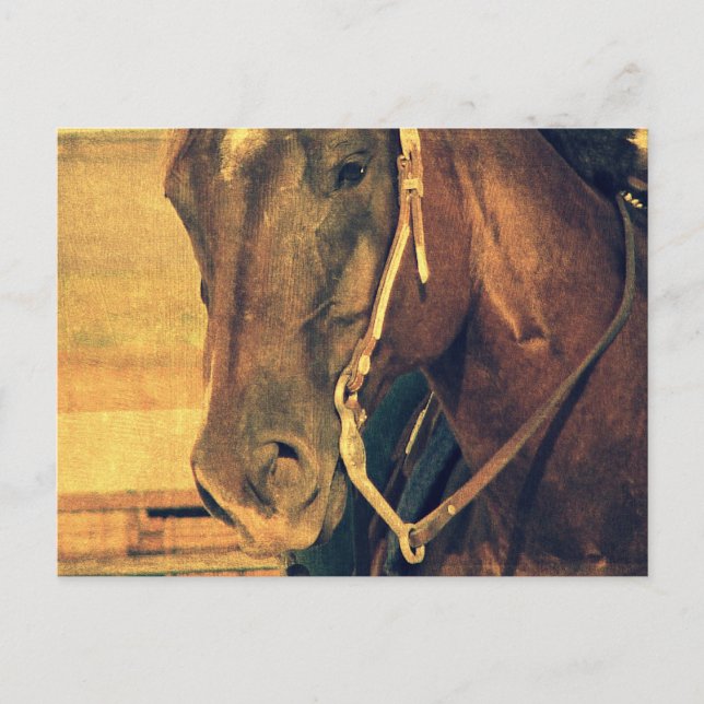 Western Horse Postcard (Front)
