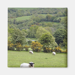 Western Ireland, Dingle Peninsula, broad Magnet