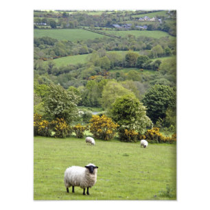 Western Ireland, Dingle Peninsula, broad Photo Print