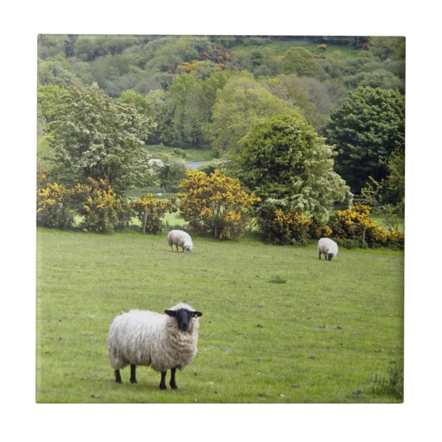 Western Ireland, Dingle Peninsula Tile (Front)