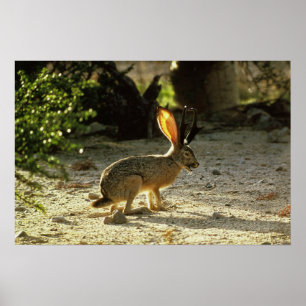 Western Jackalope Poster