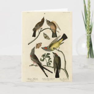 Western Kingbird, etc - Audubon's Birds of America Card