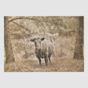 Western Longhorn Bull Tissue Paper