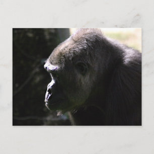 Western Lowland Gorilla Postcard