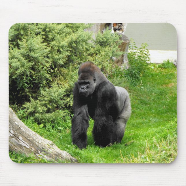 Western Lowland silverback male gorilla Mouse Pad (Front)
