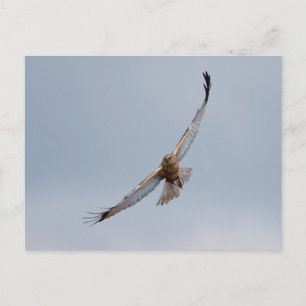 Western marsh harrier postcard