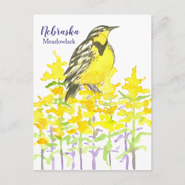 Western Meadowlark Bird Goldenrod Nebraska Postcard (Front)