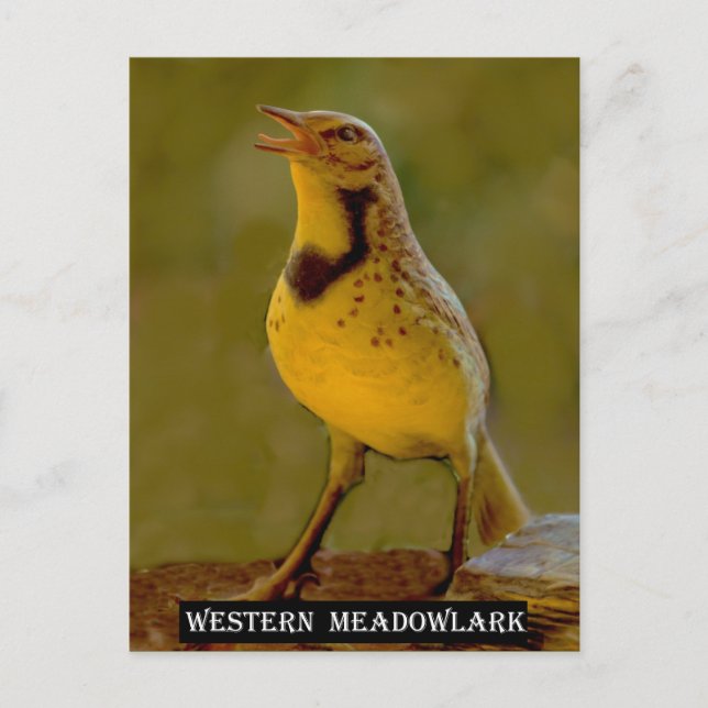 Western Meadowlark (Kansas, Montana, Nebraska) Postcard (Front)