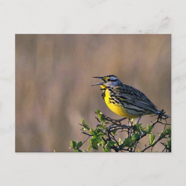 Western meadowlark postcard (Front)