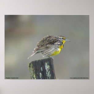 Western Meadowlark Poster