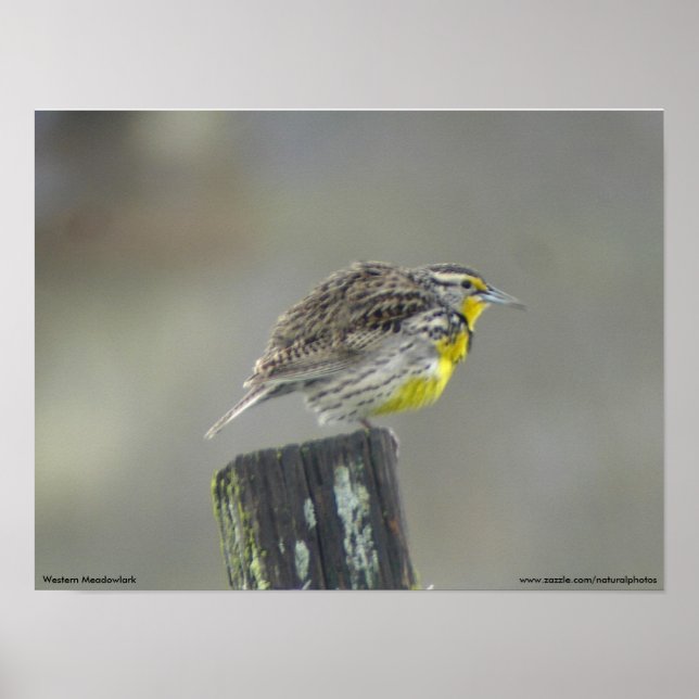 Western Meadowlark Poster (Front)