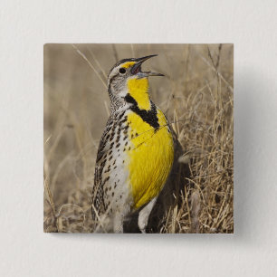 Western Meadowlark (Strunella neglecta) 15 Cm Square Badge