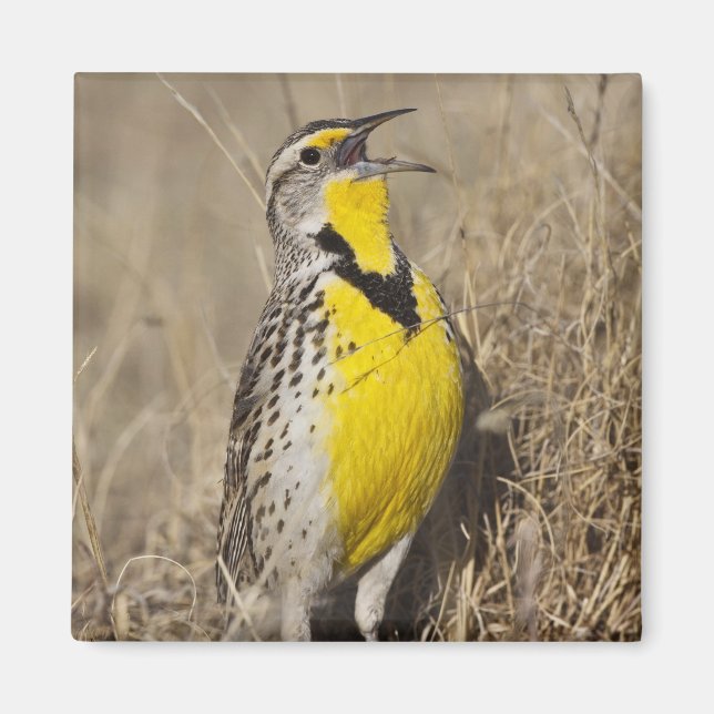 Western Meadowlark (Strunella neglecta) Magnet (Front)