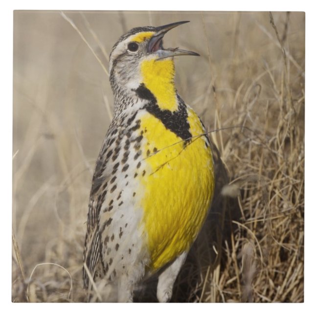 Western Meadowlark (Strunella neglecta) Tile (Front)