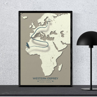 Western Osprey Migration Map – Minimalist Vintage Poster