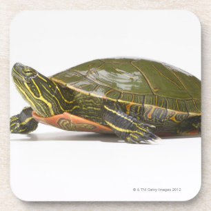 Western painted turtle (Chrysemys picta bellii), Coaster