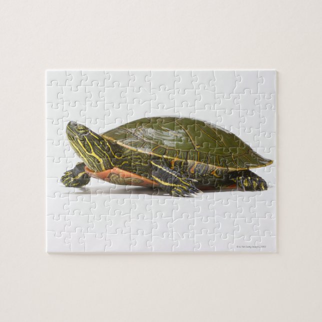 Western painted turtle (Chrysemys picta bellii), Jigsaw Puzzle (Horizontal)