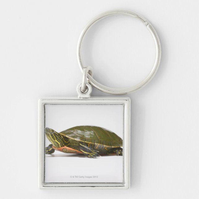 Western painted turtle (Chrysemys picta bellii), Key Ring (Front)