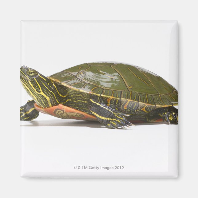 Western painted turtle (Chrysemys picta bellii), Magnet (Front)
