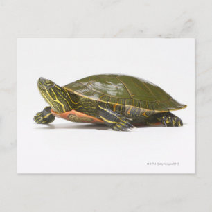 Western painted turtle (Chrysemys picta bellii), Postcard