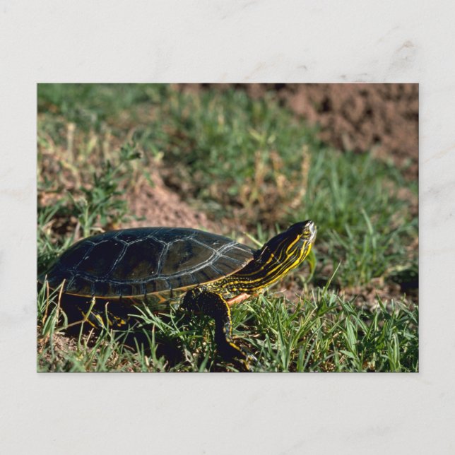 Western Painted Turtle Postcard (Front)