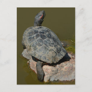 Western Painted Turtle Postcard