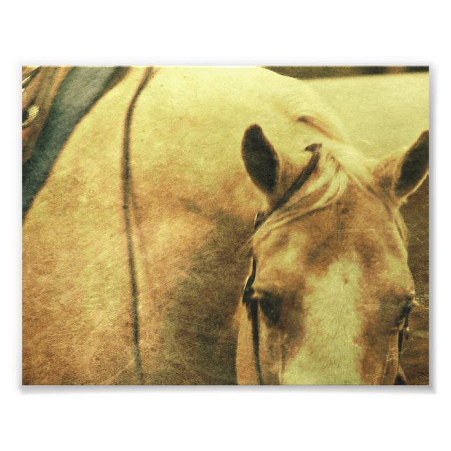 Western Palomino Photo Print (Front)