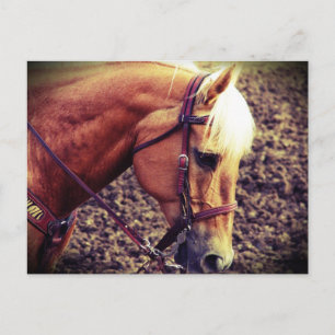 Western Palomino Postcard