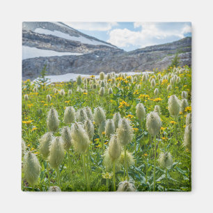 Western Pasqueflower East Kootenay Mountains Magnet