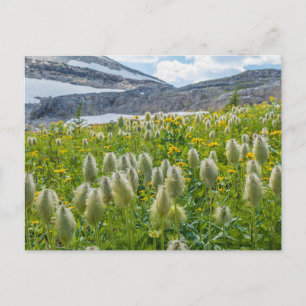 Western Pasqueflower East Kootenay Mountains Postcard
