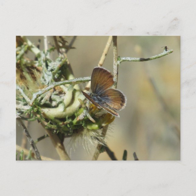 Western Pygmy Blue Butterfly Postcard (Front)