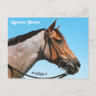 Western Quarter Horse Postcard