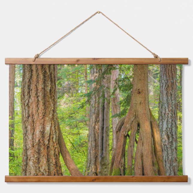 Western Red Cedar Tree | Washington State Hanging Tapestry (Front)