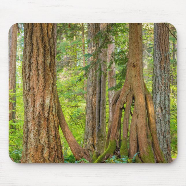 Western Red Cedar Tree | Washington State Mouse Pad (Front)