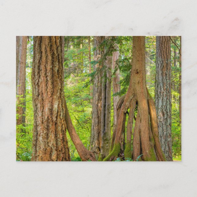 Western Red Cedar Tree | Washington State Postcard (Front)
