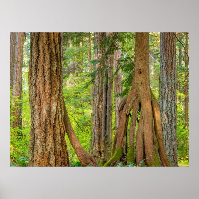 Western Red Cedar Tree | Washington State Poster (Front)