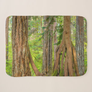 Western Red Cedar Tree Washington State Sherpa Blanket