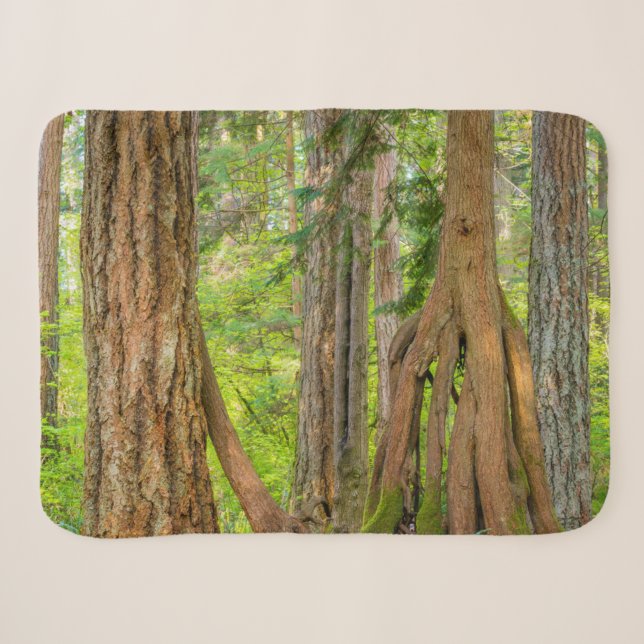Western Red Cedar Tree | Washington State Sherpa Blanket (Front (Horizontal))