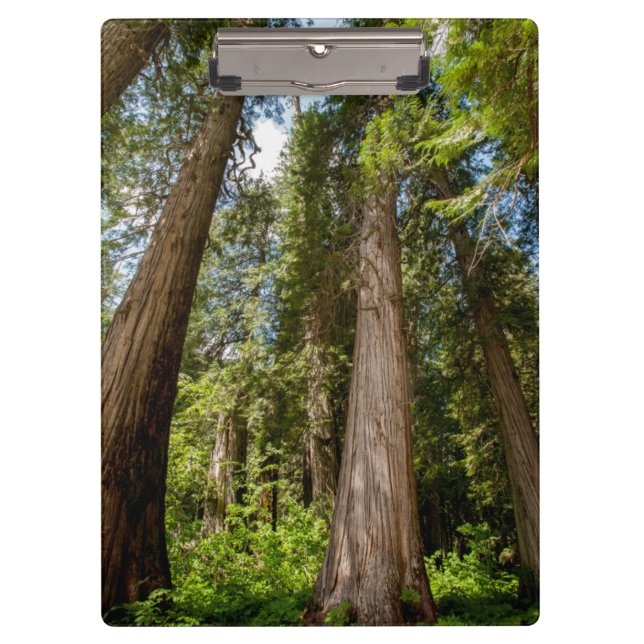 Western Red Cedar Trees Clipboard (Front)