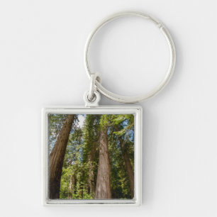 Western Red Cedar Trees Key Ring